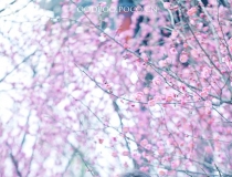 ԏˆη͵̎Ů